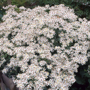 Astern - Sperrige Aster - Aster divaricatus