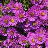 Kissenastern ‘Starlight’ - Aster novi-belgii starlight - Willemse