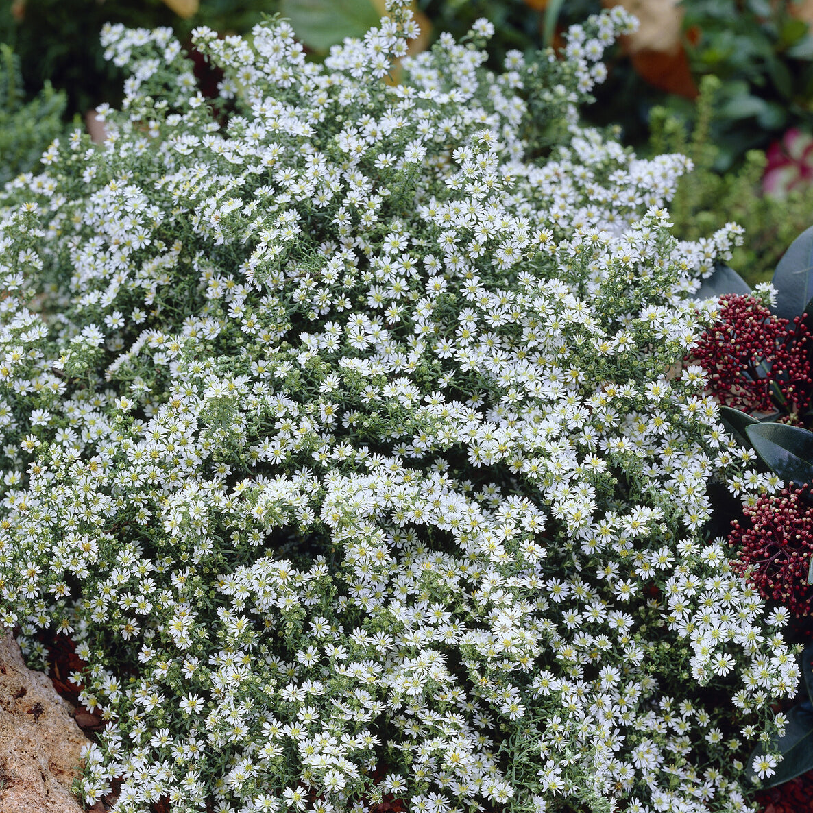 Teppich-Aster 'Snow Flurry' - Willemse