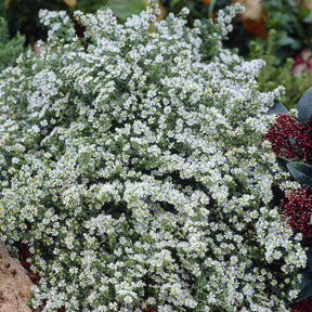 Teppich-Aster 'Snow Flurry' - Willemse