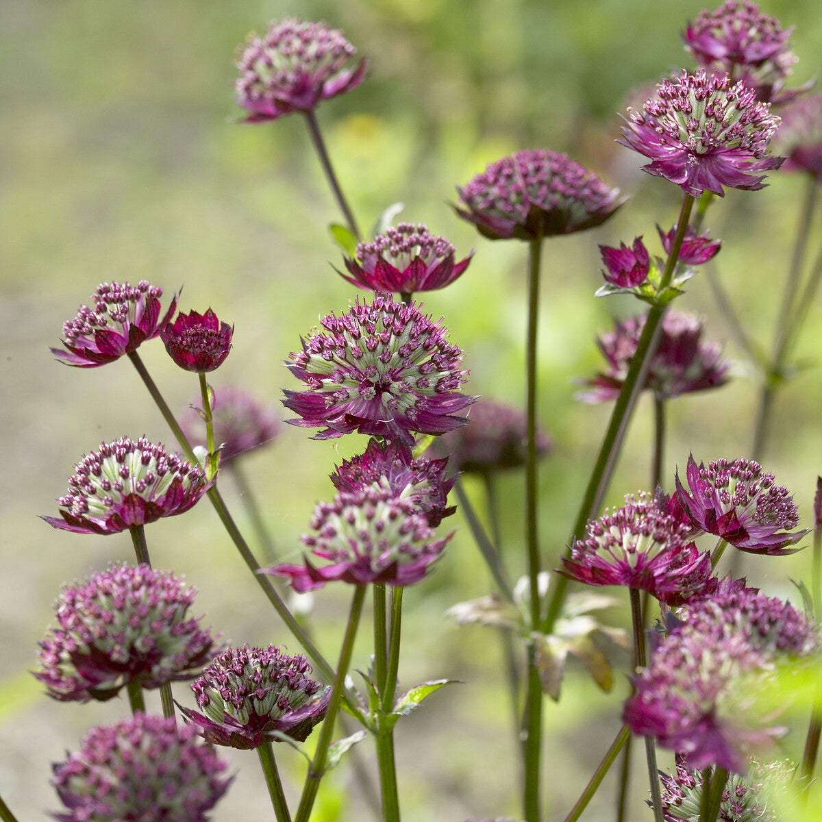 Astrantia - Große Astrance Moulin Rouge - Astrantia major Moulin Rouge