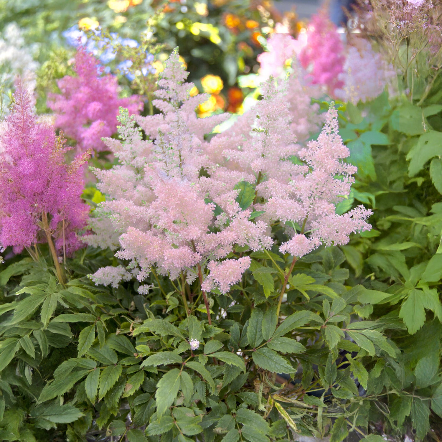 Astilbe japonica Europa - Japanische Astilbe Europa - Blühende Stauden