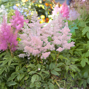 Astilbe japonica Europa - Japanische Astilbe Europa - Blühende Stauden