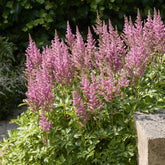 Astilbe japonica Rheinland - Prachtspiere Hybrid Rheinland - Blühende Stauden
