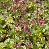 Sterndolde ‘Venice’ - Astrantia major Venice - Willemse