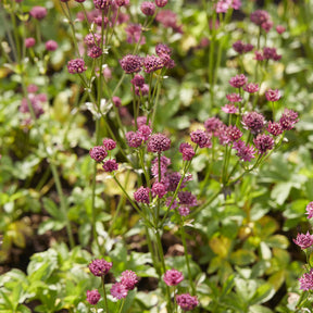 Sterndolde ‘Venice’ - Astrantia major Venice - Willemse