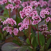 Bergenie - Altai-Bergenie - Bergenia cordifolia