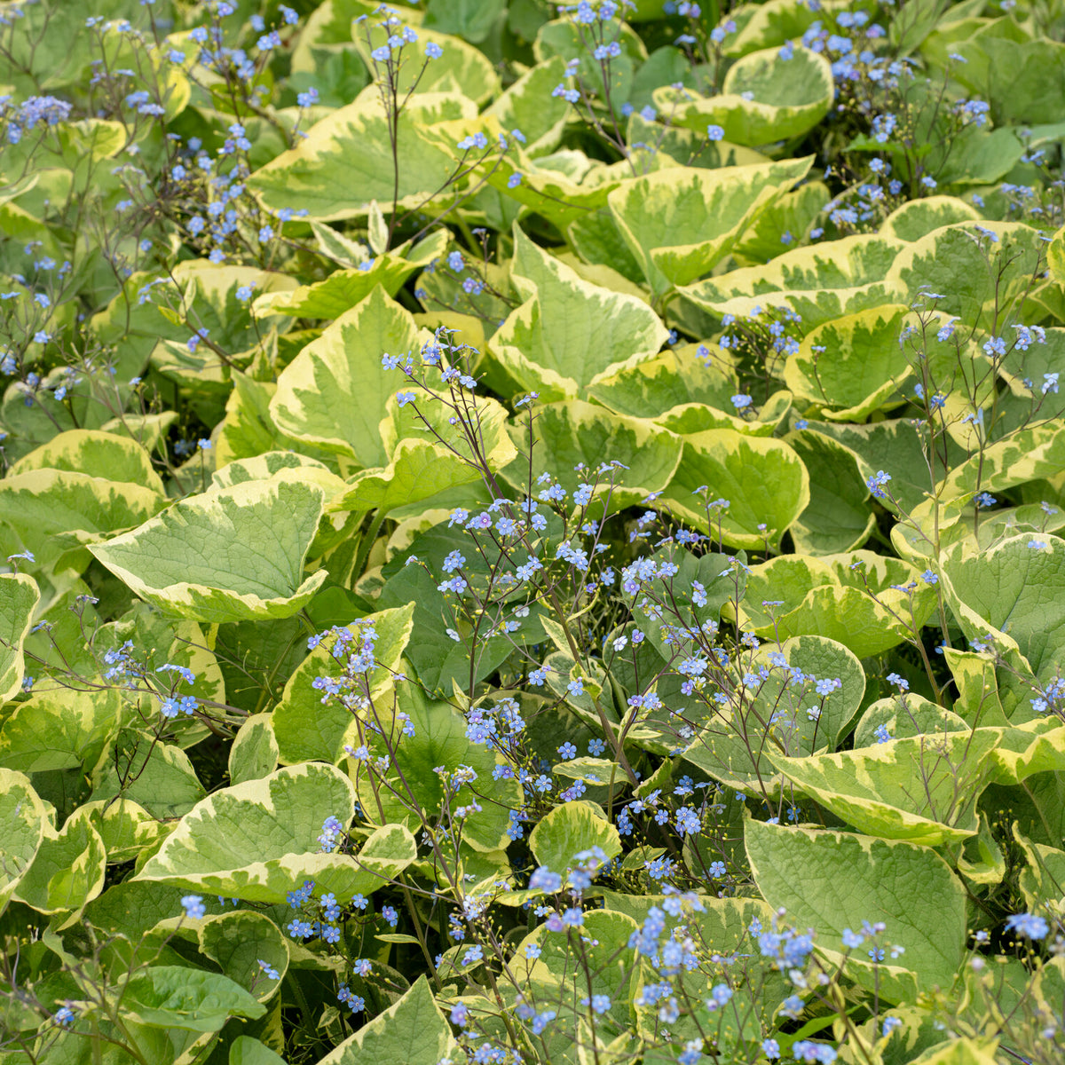 Brunnera macrophylla Hadspen Cream - Kaukasus-Vergissmeinnicht Hadspen Cream - Vergissmeinnicht