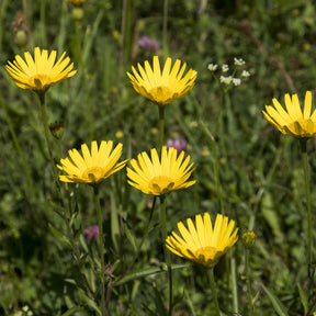 Goldmargerite - Willemse
