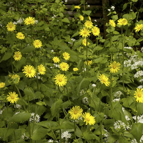 Goldmargerite - Buphthalmum salicifolium - Willemse