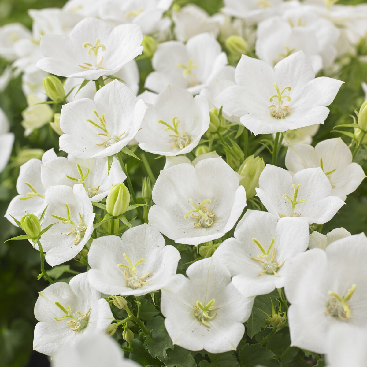 Karpaten-Glockenblume 'Weiße Clips' - Willemse