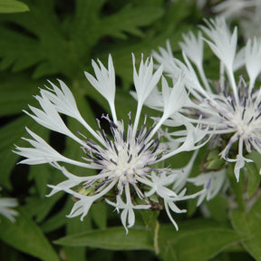 Weiße Bergflockenblume - Centaurea montana Alba - Willemse