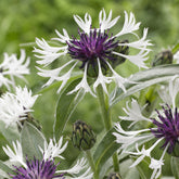 Berg-Flockenblume Amethyst in Snow - Willemse