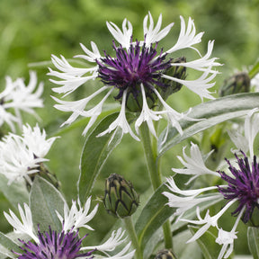 Berg-Flockenblume Amethyst in Snow - Willemse