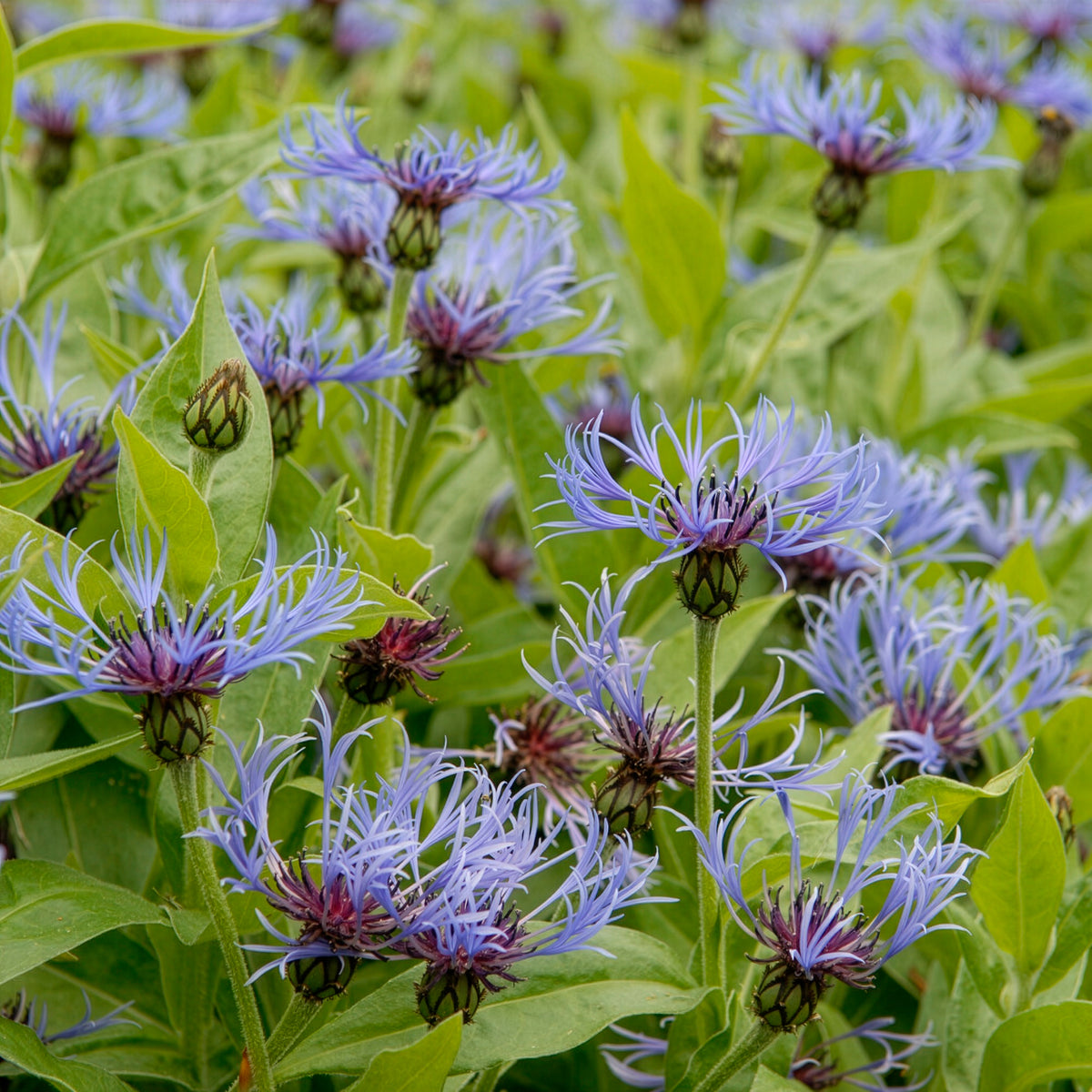 Blaue Bergflockenblume - Willemse