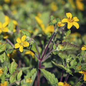 Goldenes Knie - Chrysogonum virginianum - Willemse