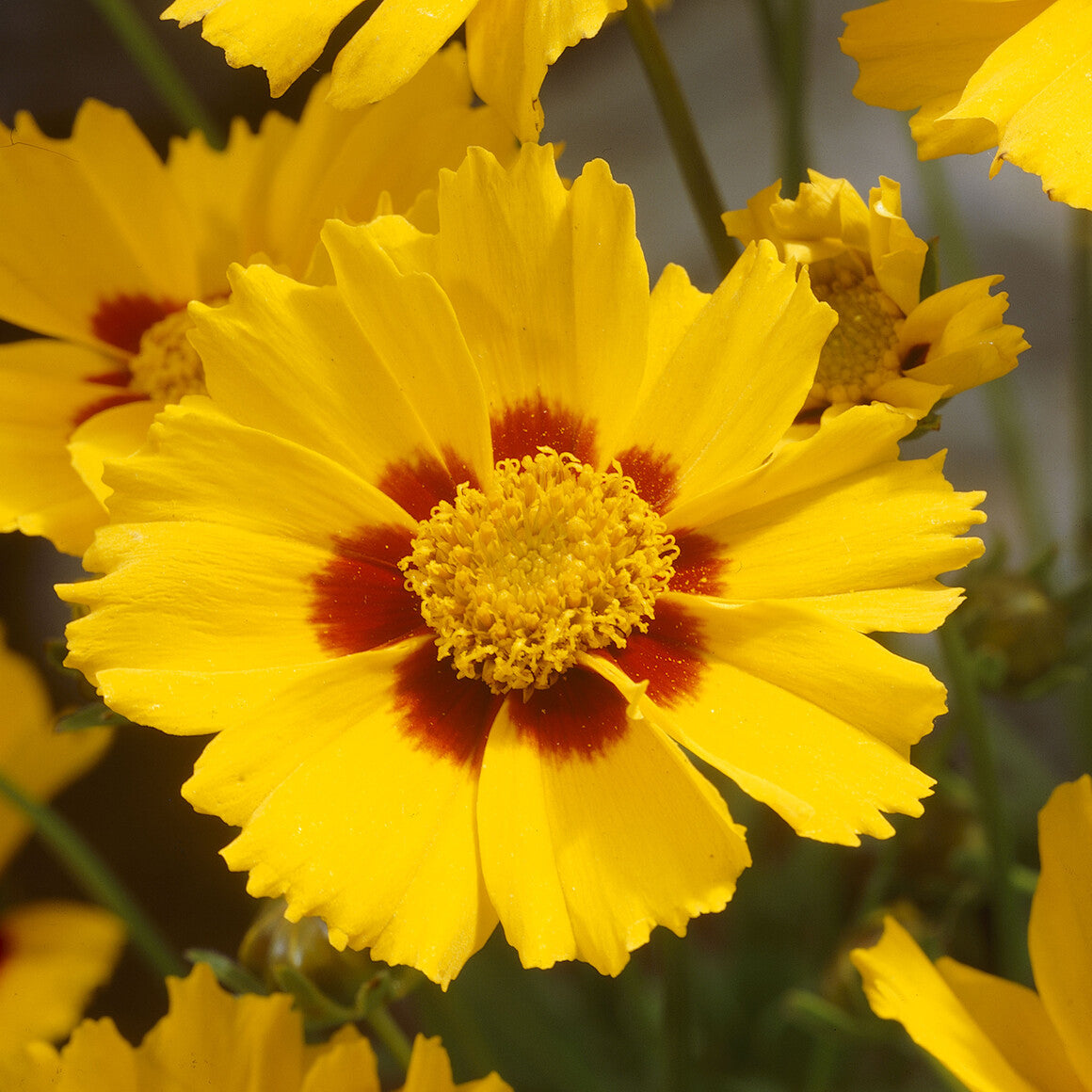 Coreopsis lanceolata Sterntaler - Zwergiges Mädchenauge 'Sterntaler' - Mädchenauge