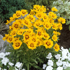 Mädchenauge