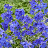 Großer Rittersporn Volkerfrieden - Delphinium ( belladonna group ) völkerfrieden - Willemse