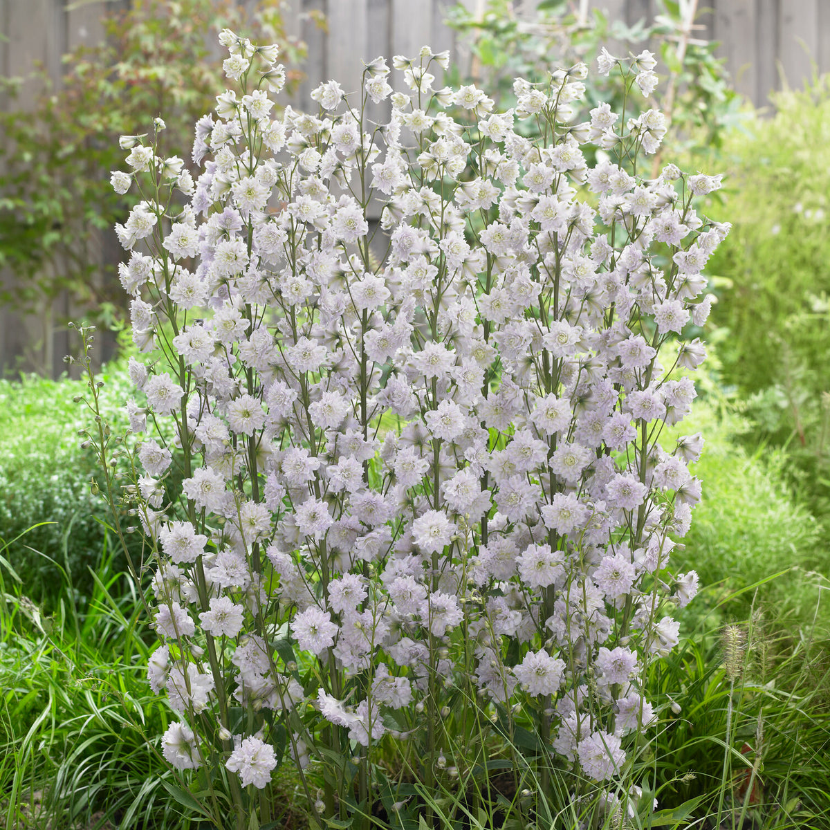 Rittersporn Highlander Cha-Cha