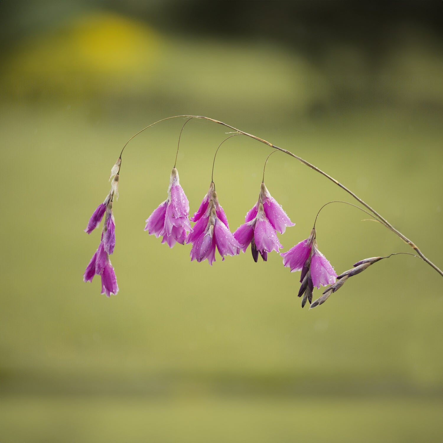 Engelstrompeten-Lilie - Dierama pulcherrimum - Willemse