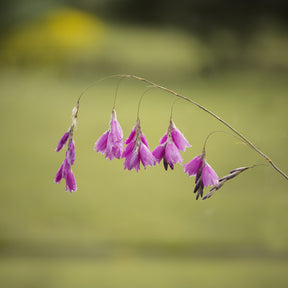 Engelstrompeten-Lilie - Dierama pulcherrimum - Willemse