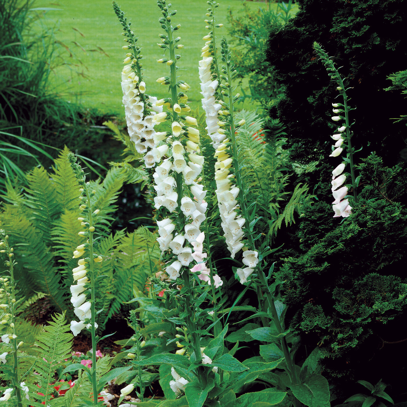 Weißblühender Fingerhut Alba - Digitalis purpurea alba - Willemse