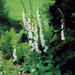 Weißblühender Fingerhut Alba - Digitalis purpurea alba - Willemse