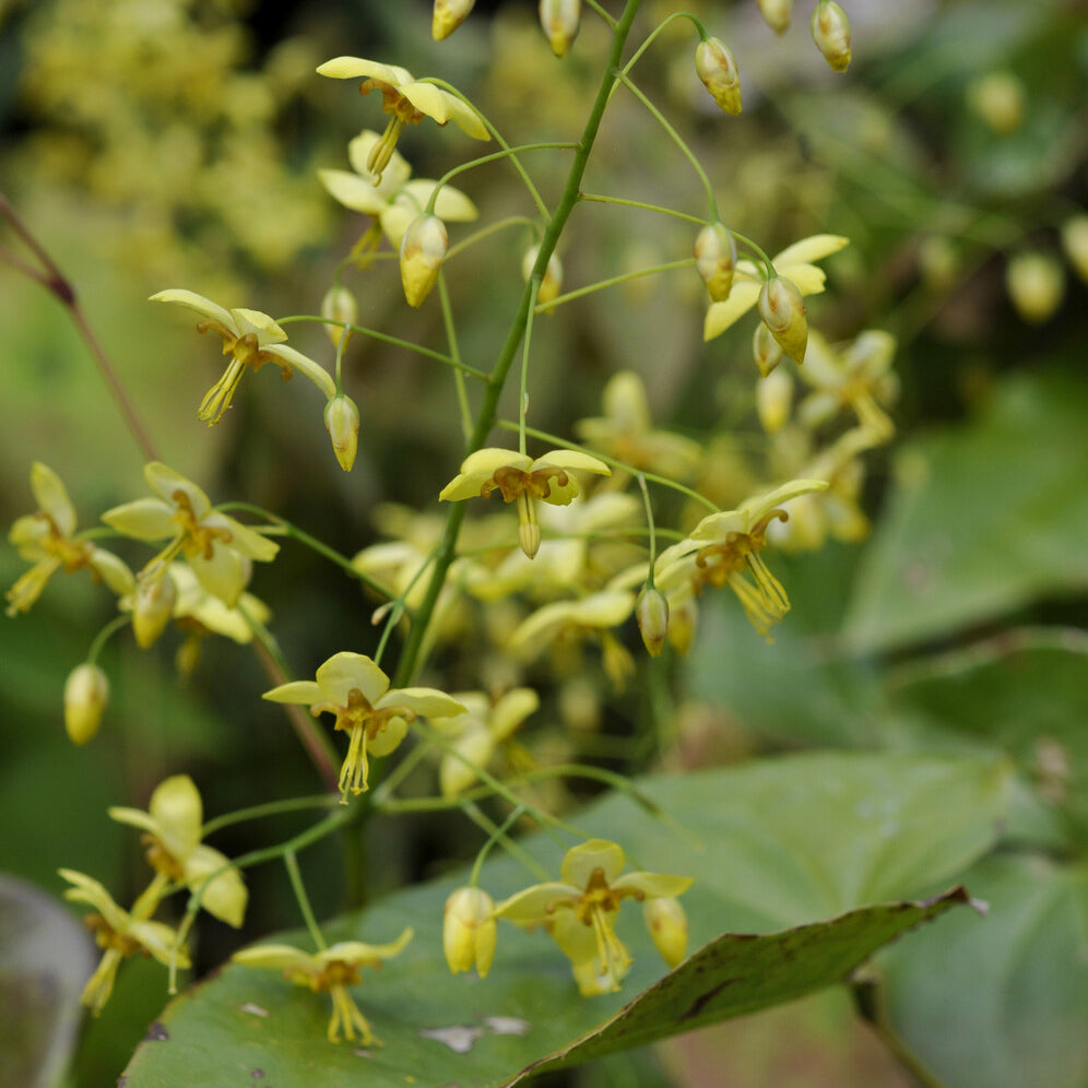 Epimedium pinnatum subsp. colchicum - Blume der Elfen - Epimedium
