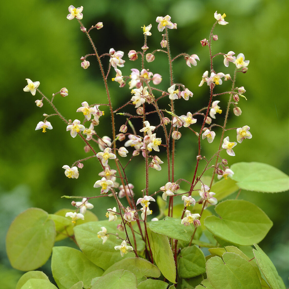 Elfenblume pubigerum - Epimedium pubigerum - Willemse