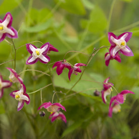 Epimedium - Rote Elfenblume - Epimedium rubrum