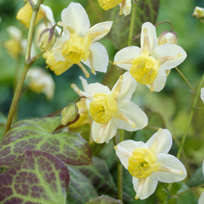 Epimedium - Elfenblume Sulphureum - Epimedium versicolor Sulphureum