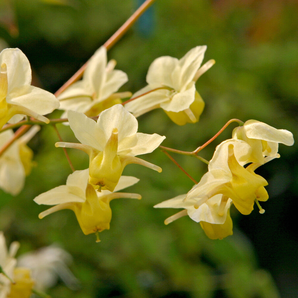 Epimedium versicolor Sulphureum - Elfenblume Sulphureum - Epimedium