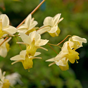 Epimedium versicolor Sulphureum - Elfenblume Sulphureum - Epimedium