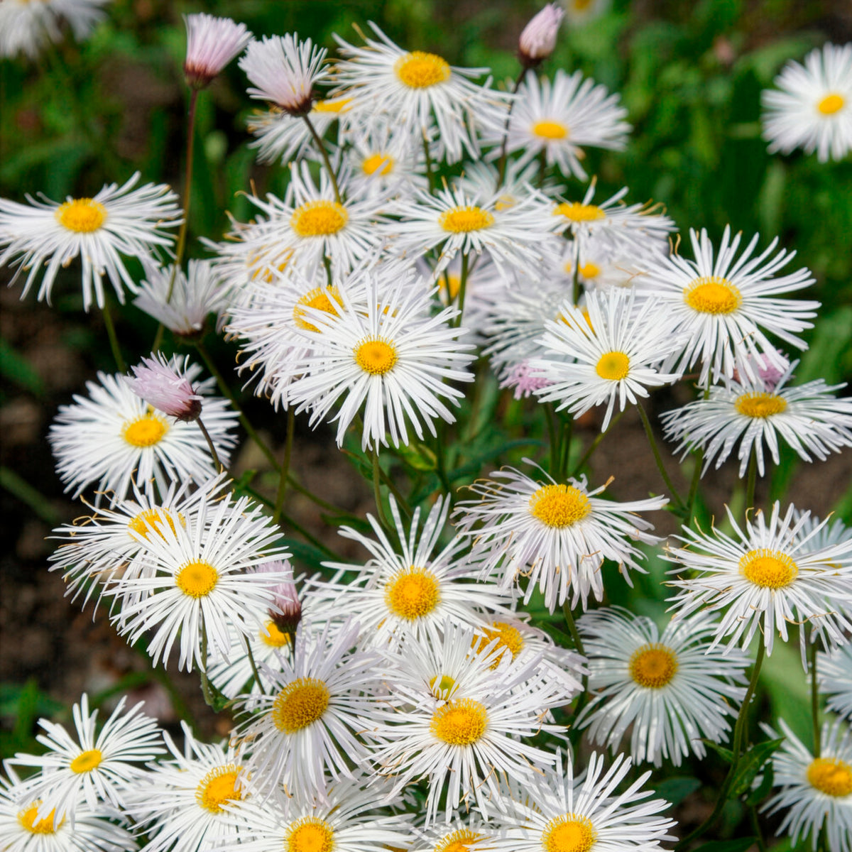 Erigeron - Feinstrahl Sommerneuschnee - Erigeron Sommerneuschnee