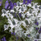 Eryngium giganteum - Mannstreu (giant) - Mannstreu