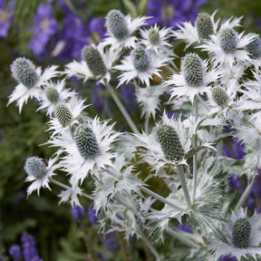Eryngium giganteum - Mannstreu (giant) - Mannstreu