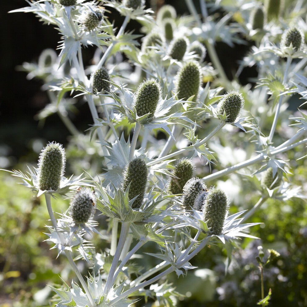 Mannstreu (giant) - Eryngium giganteum - Willemse