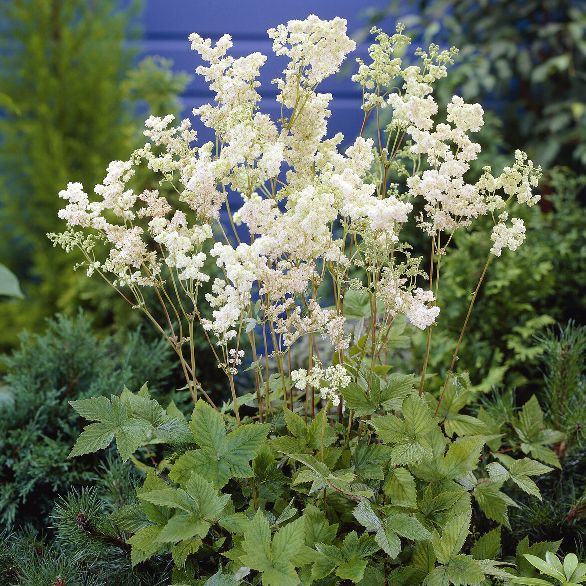 Filipendula ulmaria Plena - Mädesüß Plena - Stauden