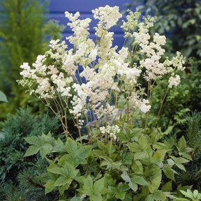 Filipendula ulmaria Plena - Mädesüß Plena - Stauden