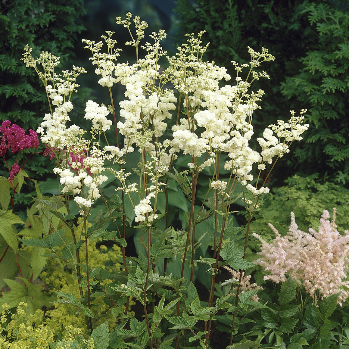 Mädesüß Plena - Filipendula ulmaria Plena - Willemse