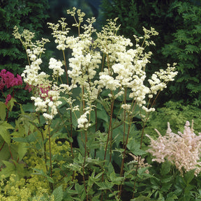 Mädesüß Plena - Filipendula ulmaria Plena - Willemse