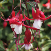 Fuchsien - Fuchsia Madame Cornelissen - Fuchsia Madame Cornelissen