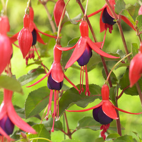 Fuchsien - Fuchsia Mrs. Popple - Fuchsia Mrs Popple