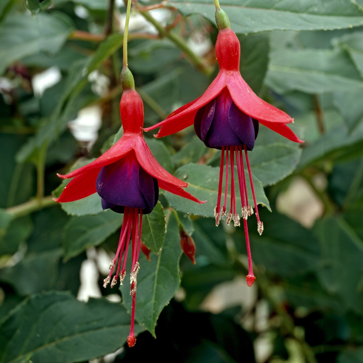 Fuchsia Mrs. Popple - Willemse