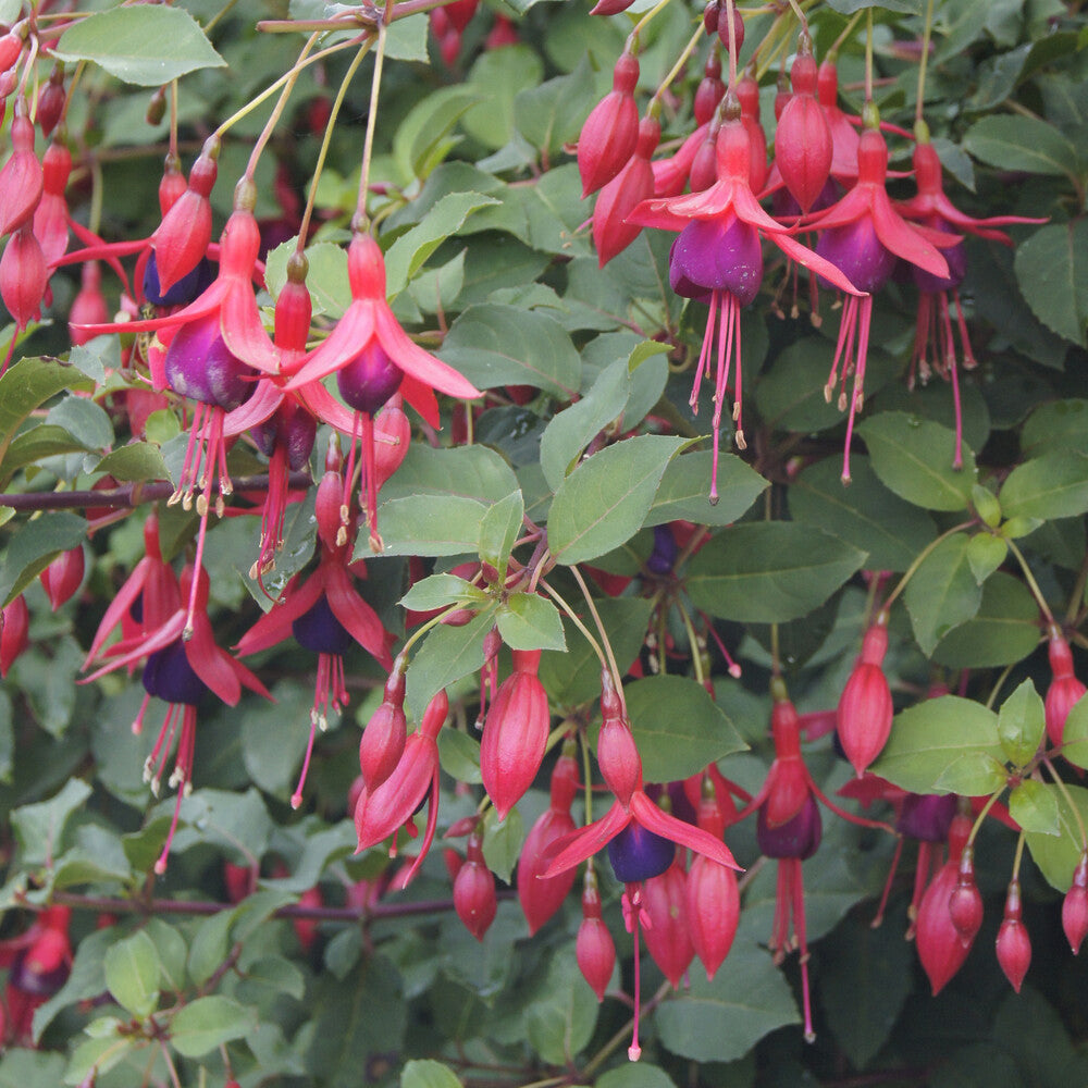 Fuchsia Mrs. Popple - Fuchsia Mrs Popple - Willemse