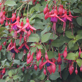 Fuchsia Mrs. Popple - Fuchsia Mrs Popple - Willemse