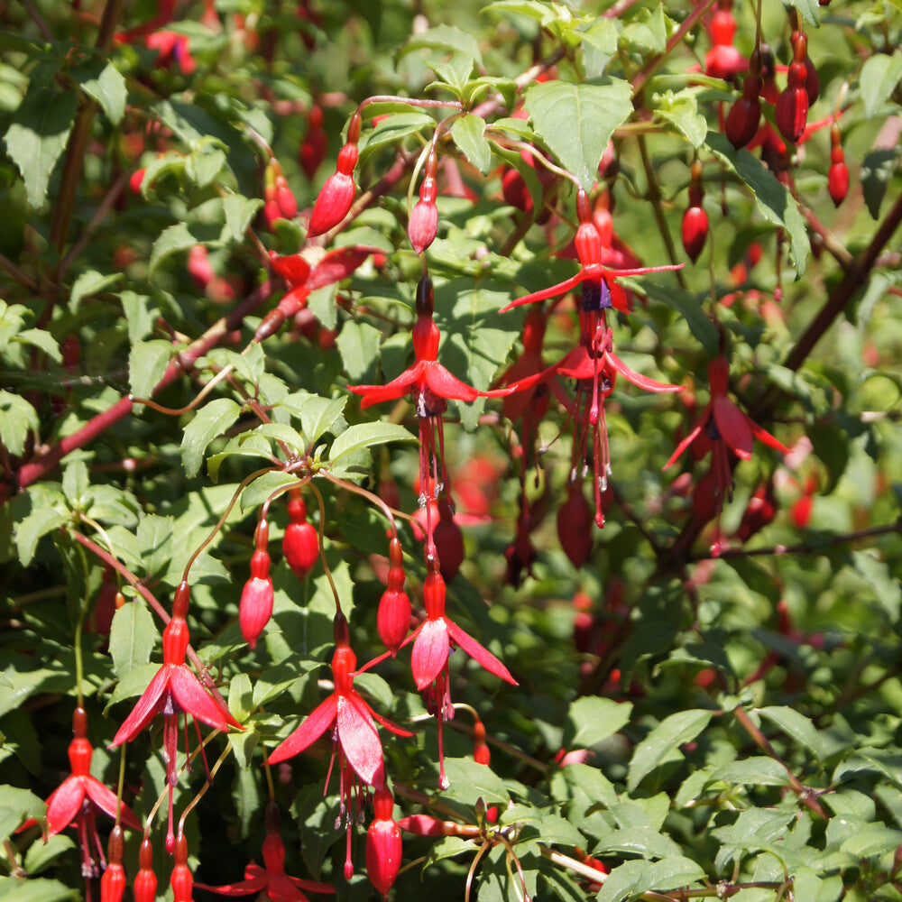 Fuchsie ‘Riccartonii’ - Fuchsia magellanica Riccartonii - Willemse