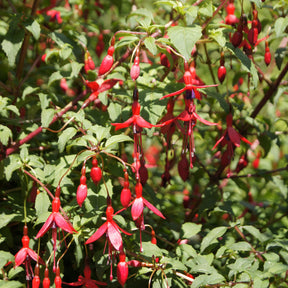 Fuchsie ‘Riccartonii’ - Fuchsia magellanica Riccartonii - Willemse