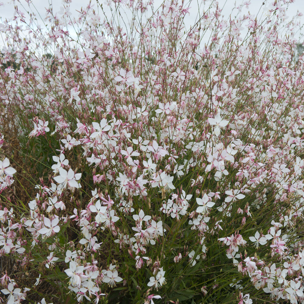 Gaura lindheimeri Short Form - Gaura Short Form - Gaura